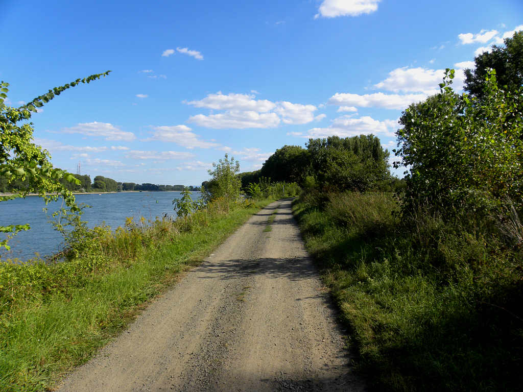 Der Radweg am Rheinufer von Worms in Richtung Frankenthal Sandhofen.